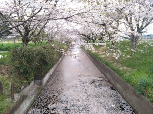 当事務所裏の、桜並木・花筏です。